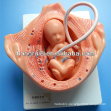 ISO Forth Monat der Schwangerschaft, Embryologie Entwicklung Modelle